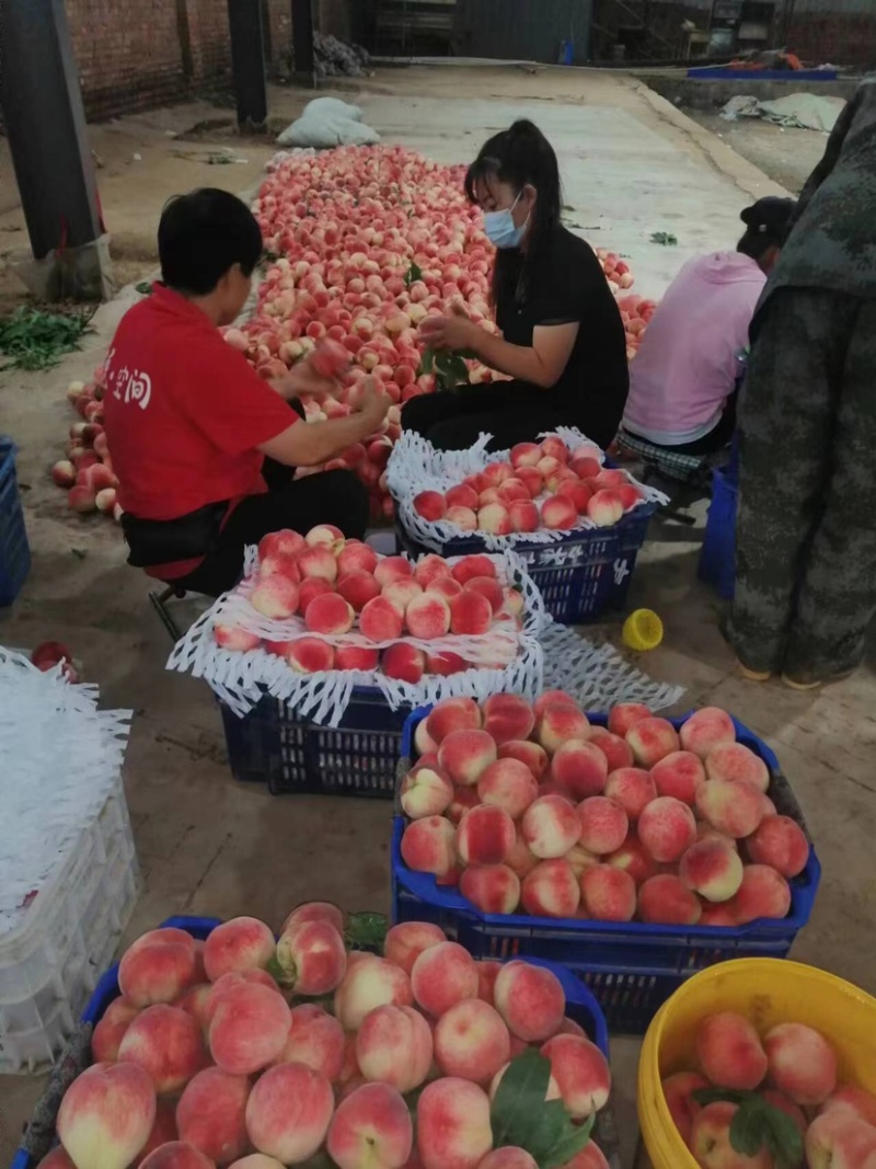 河北陆地景红红岗山大久保水蜜桃🍑大量上市