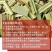 批发现货散装柠檬草优质柠檬草香茅草无硫磺无杂质