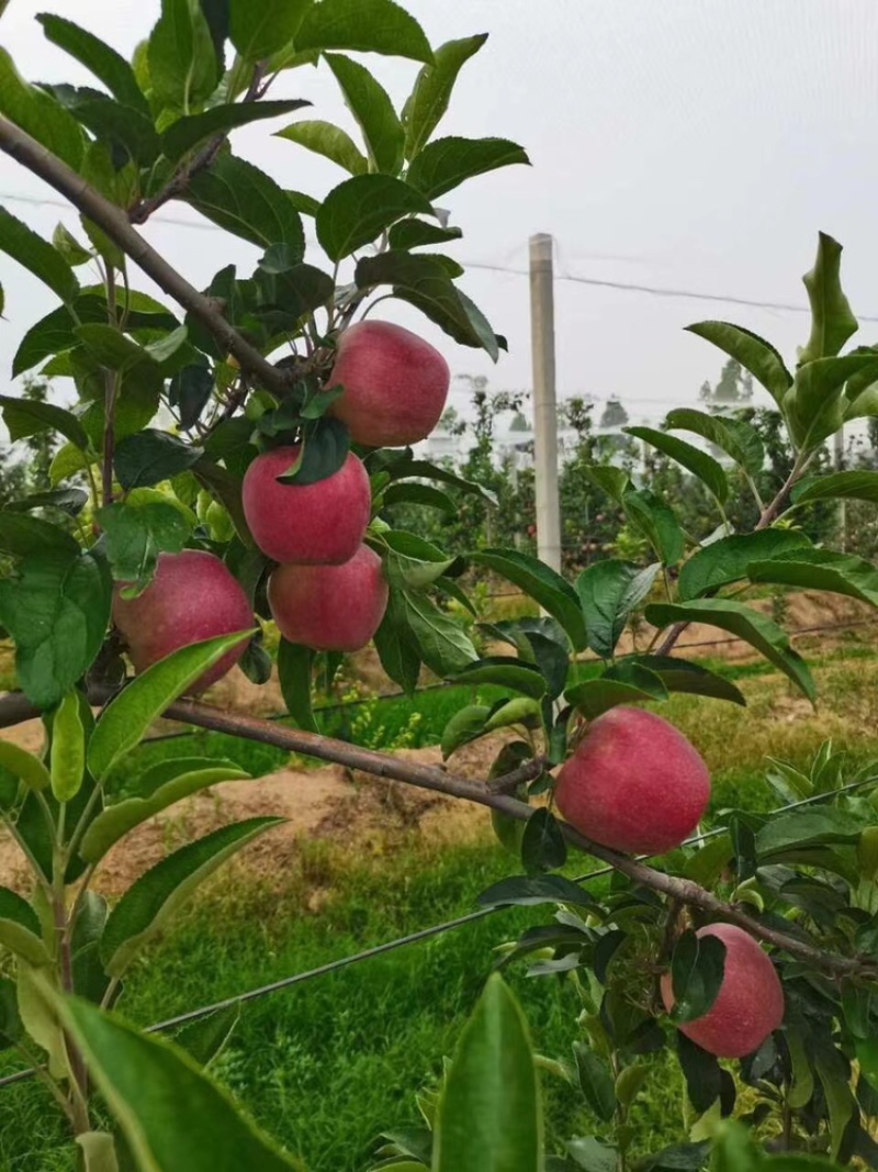 聊城鲁丽苹果大量上市保质保量产地直供口感脆甜诚信经营