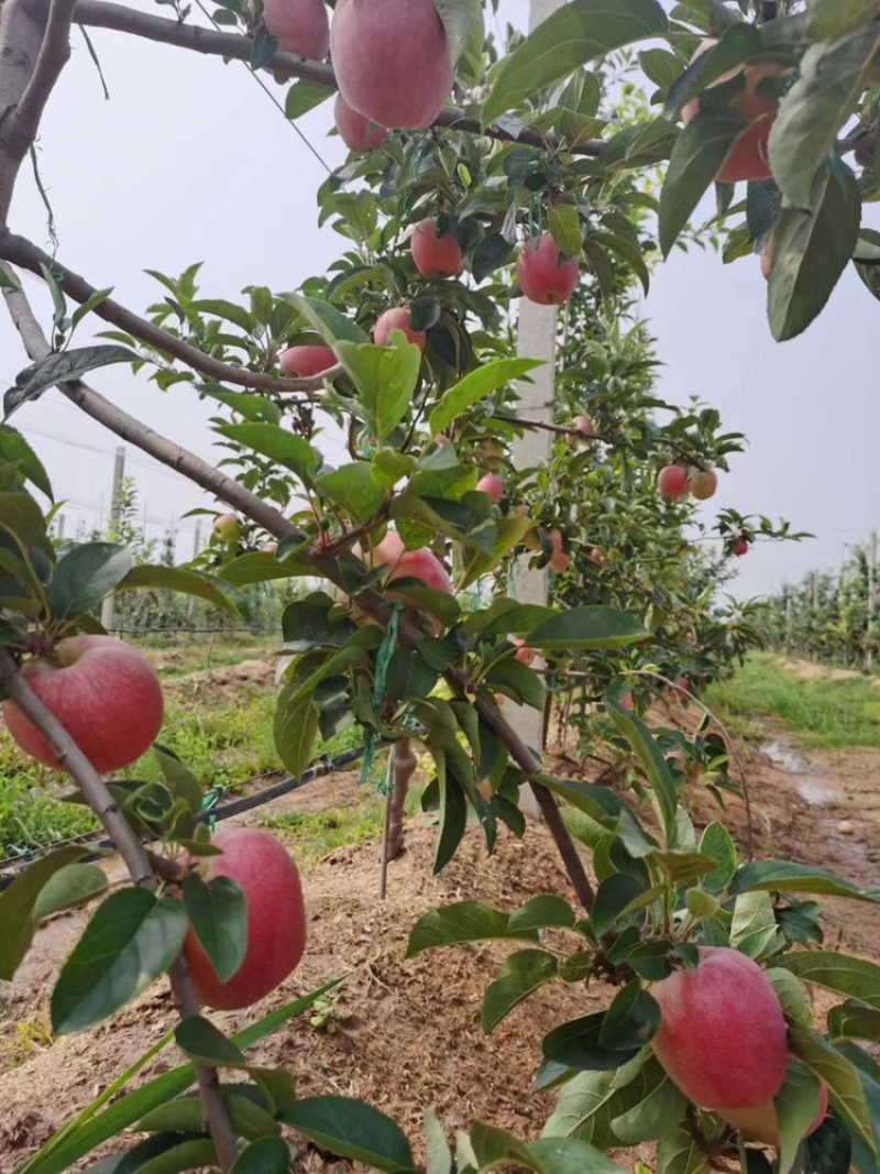 聊城鲁丽苹果大量上市保质保量产地直供口感脆甜诚信经营