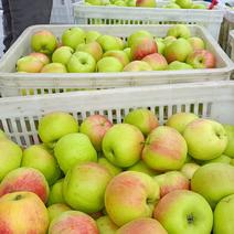 山东青苹果美八苹果大量上市新鲜现摘口感酸甜可视频看货采青