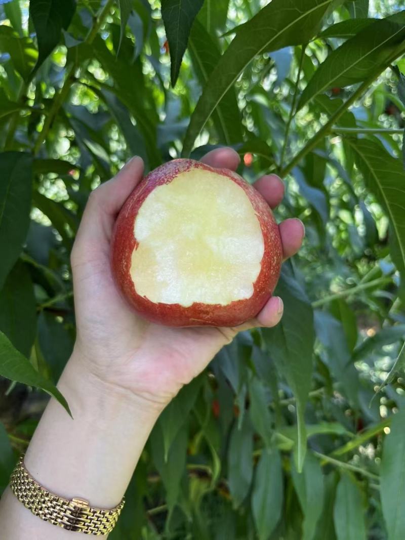 中油13