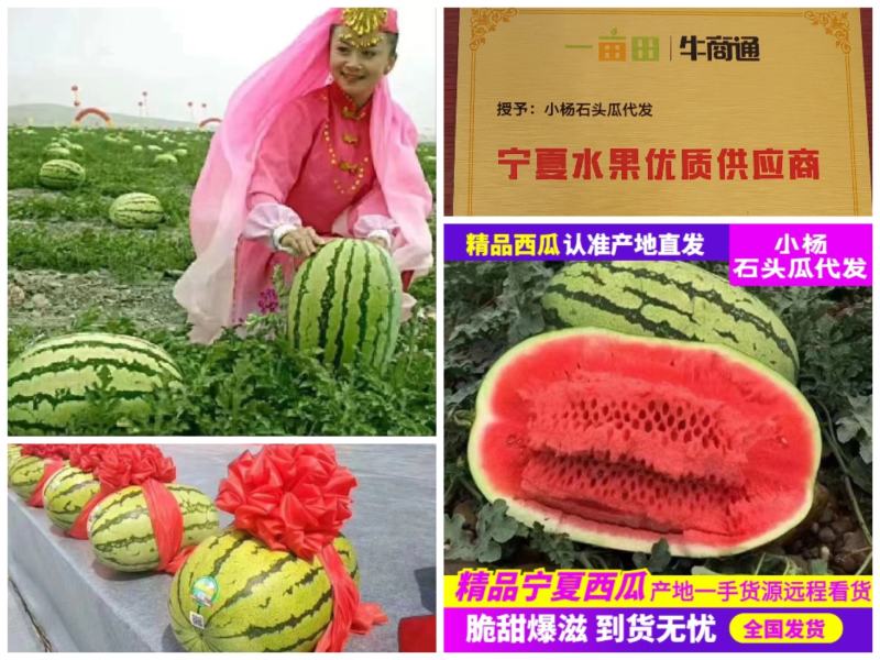 【产地直发】金城五号西瓜品质保证包熟包甜实力代办