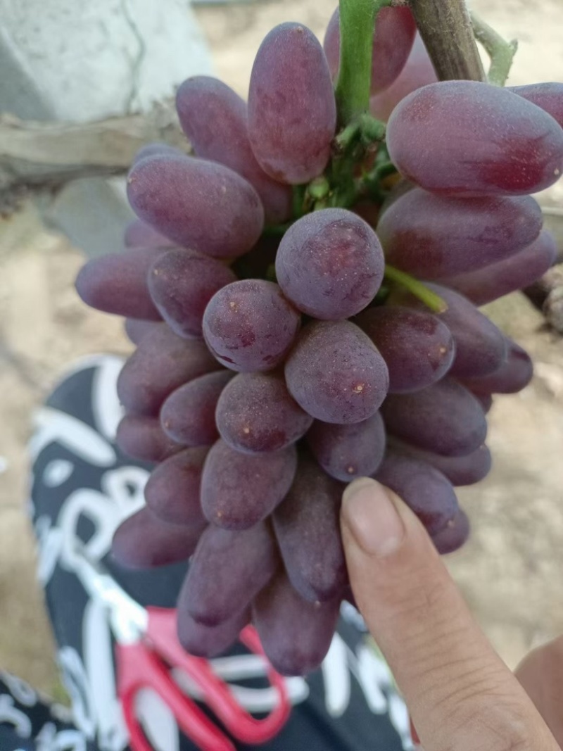 辽宁凌海茉莉香葡萄大量上市，欢迎各地老板前来采购