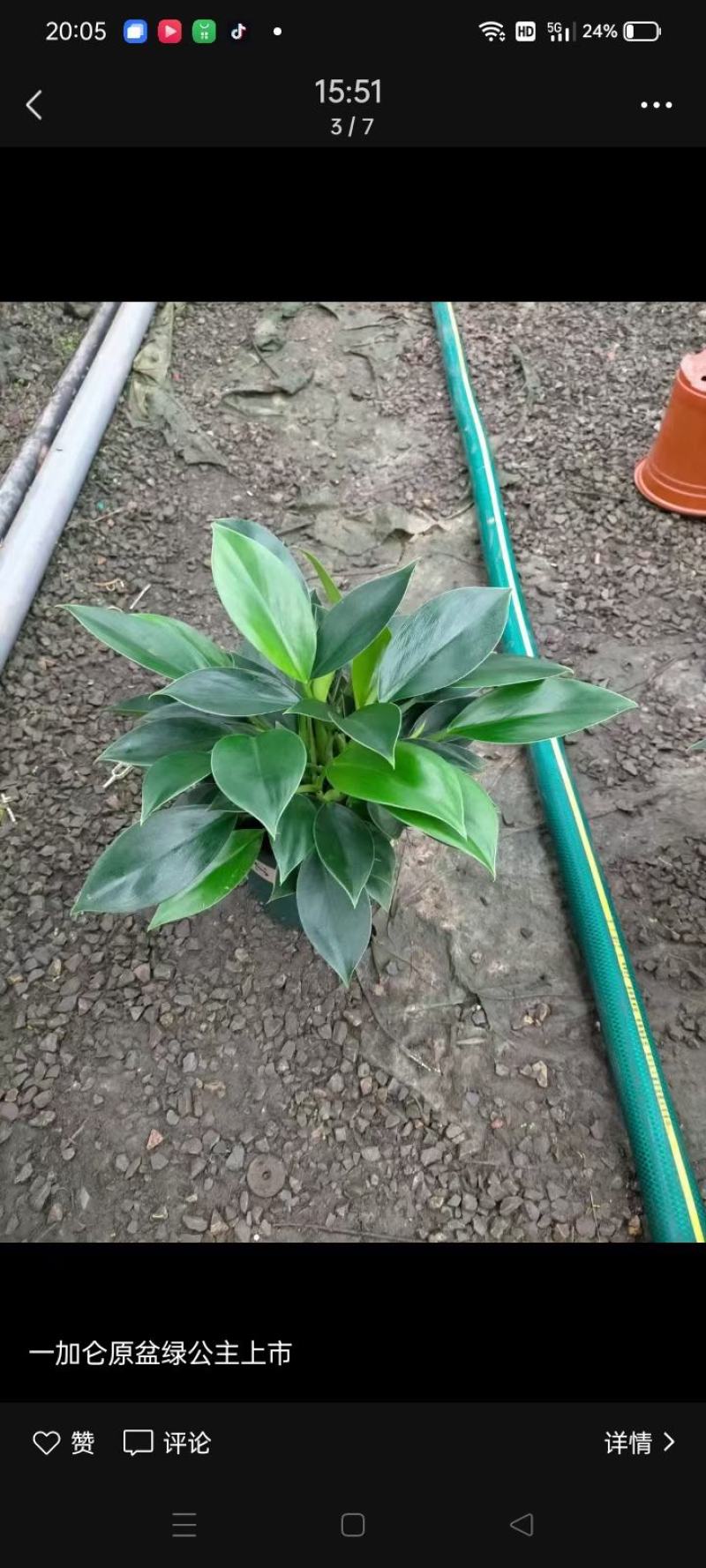 绿公主基地直销，大量供应，可实地看货，一手货源。