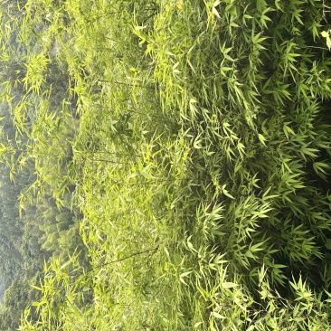 大量出售方竹