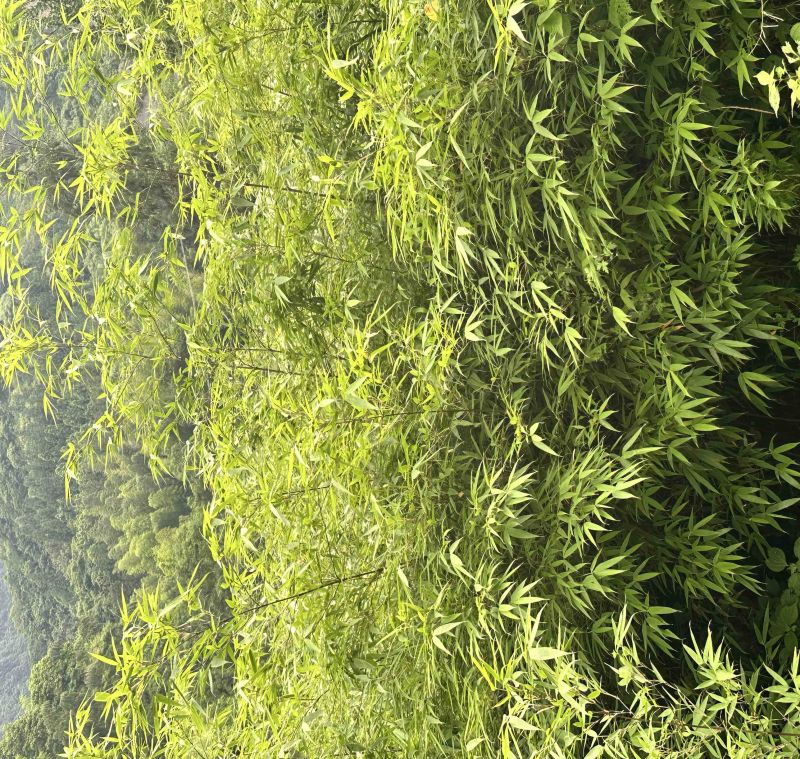 大量出售方竹