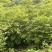 大量出售方竹