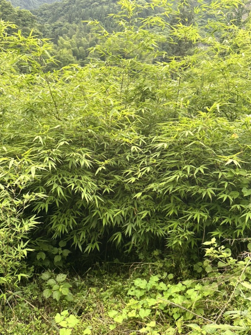 大量出售方竹