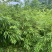 大量出售方竹