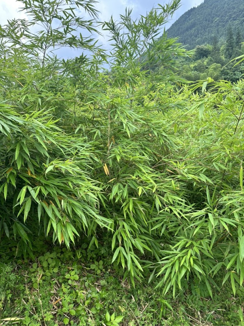大量出售方竹