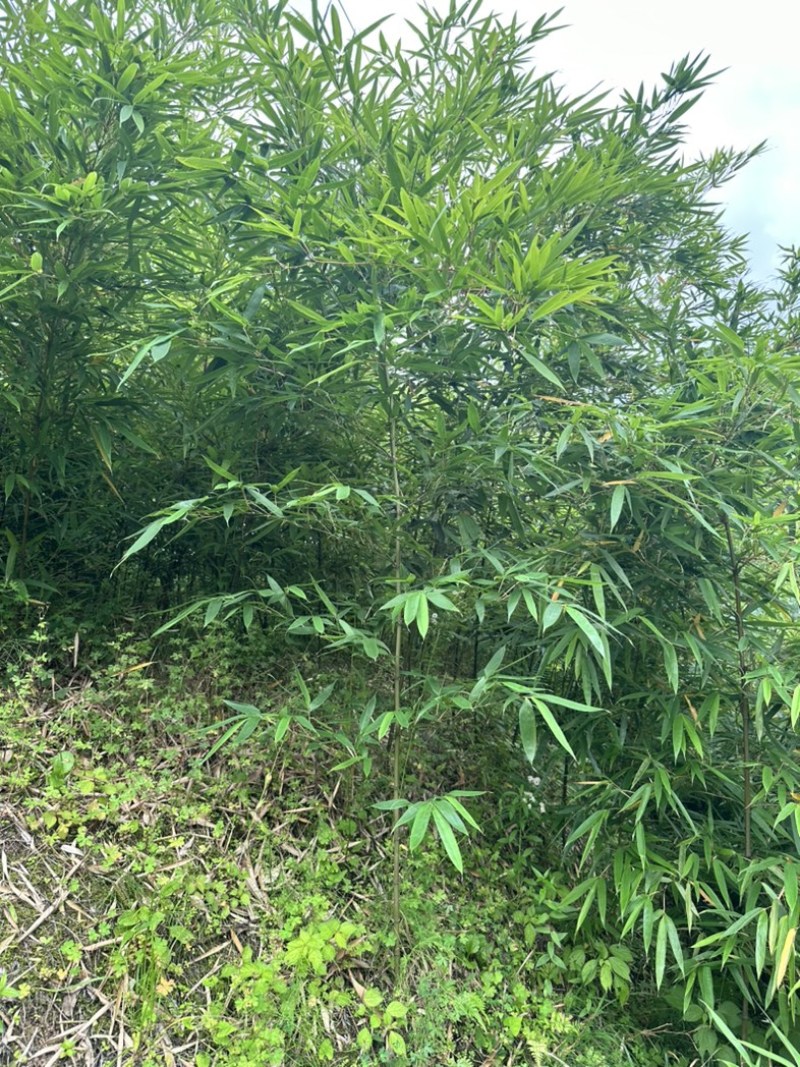 大量出售方竹