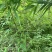 大量出售方竹
