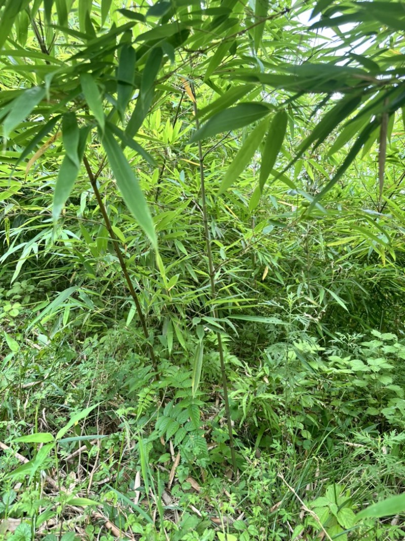大量出售方竹