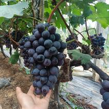 夏黑葡萄山东葡萄产地现摘大量上市中，一斤起步可代发货欢迎