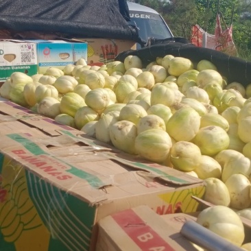 忻州香瓜大量上市