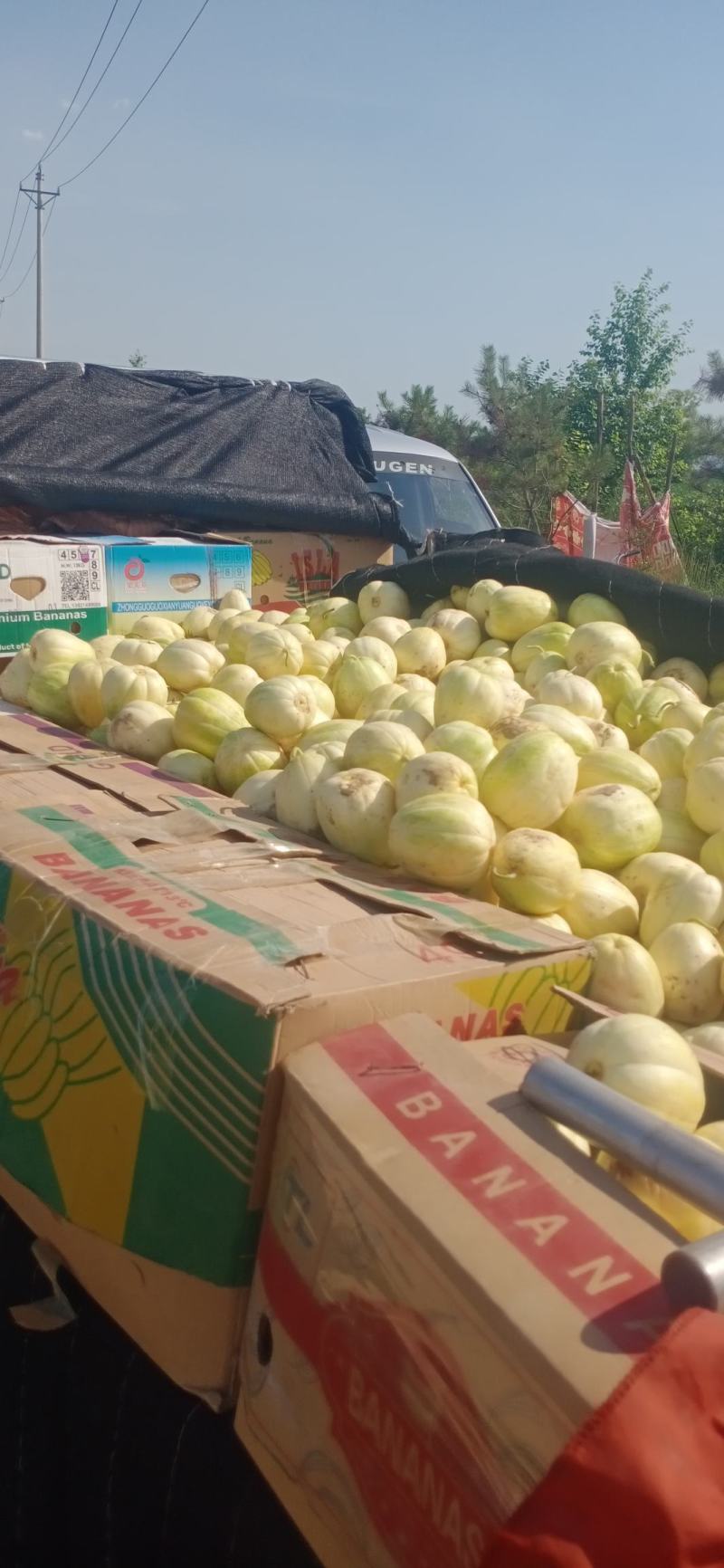 忻州香瓜大量上市