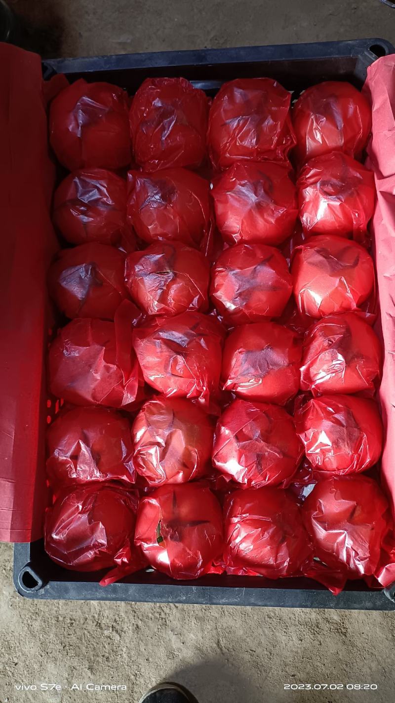 云南精品大红西红柿陆续上市产地直发支持预定