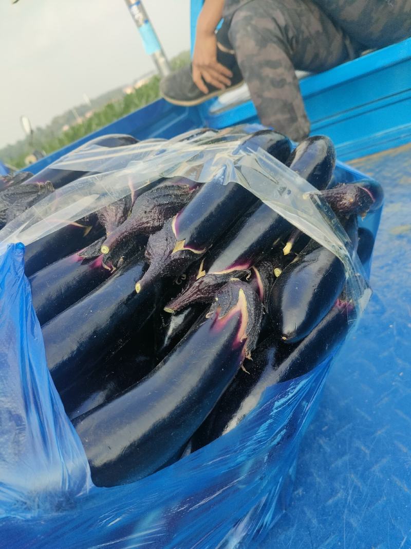 东北陆地紫茄子，黑茄子，绿裤茄子，陆地茄子