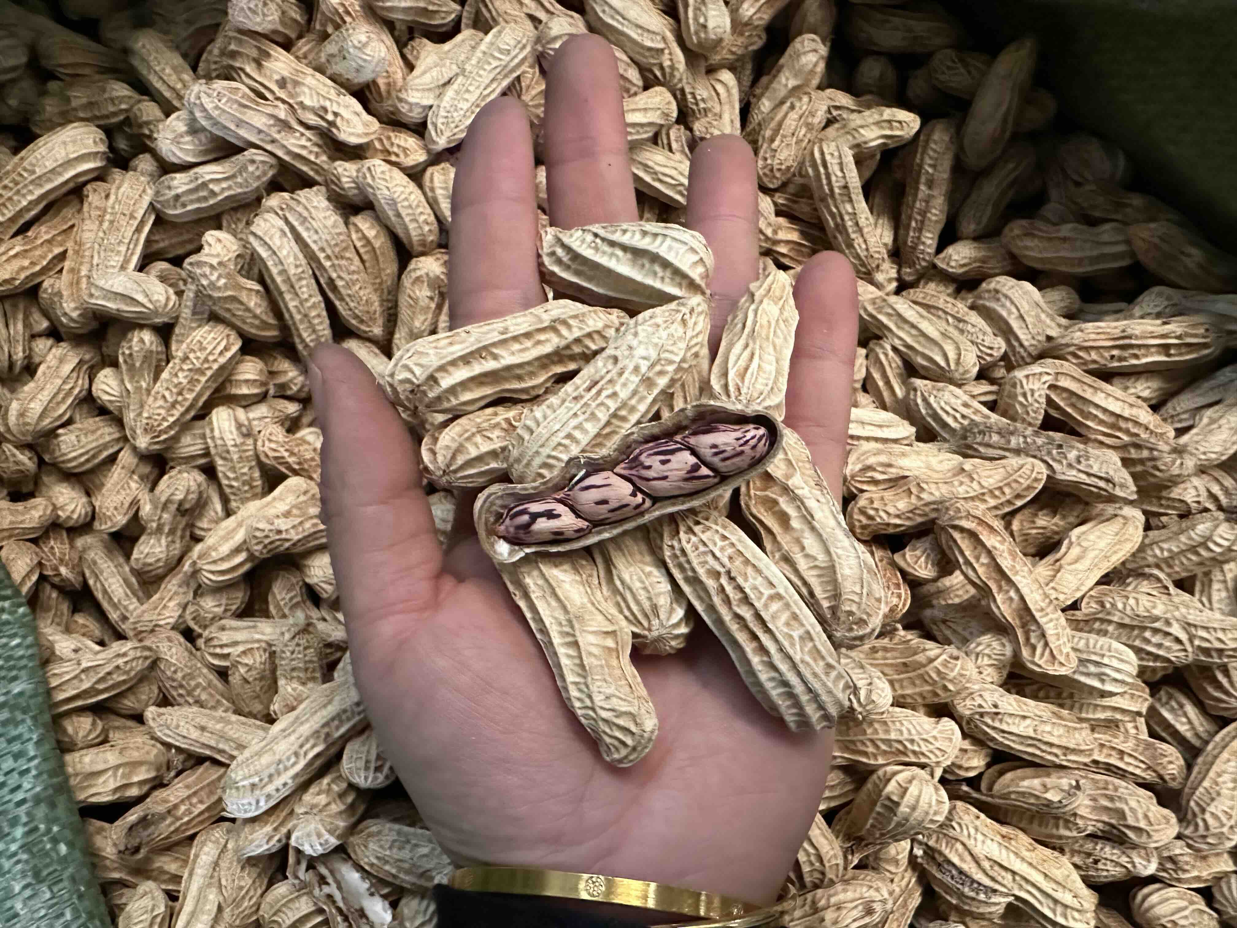 临床实证场景:黑豆豆浆干预组绝经女性腰椎骨密度年变化率仅为-0.31%,影像学与生化指标双重验证其抗骨质疏松效应 手捧青花瓷碗盛装温热黑豆豆浆特写:豆浆表面浮有细腻泡沫,色泽呈深琥珀色略带紫调,碗沿可见细微黑豆纤维沉淀;背景虚化处为实验室骨密度检测仪(DXA)报告单局部,箭头指向“L1-L4 BMD: -0.31%/yr”