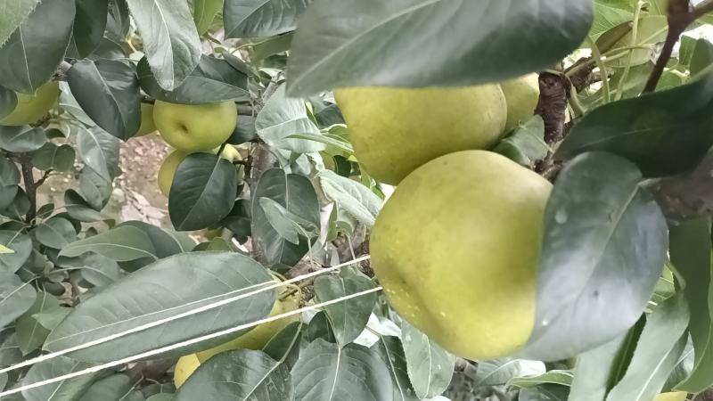 翠冠梨大青梨皮薄馅小有画渣基地产地直接发货