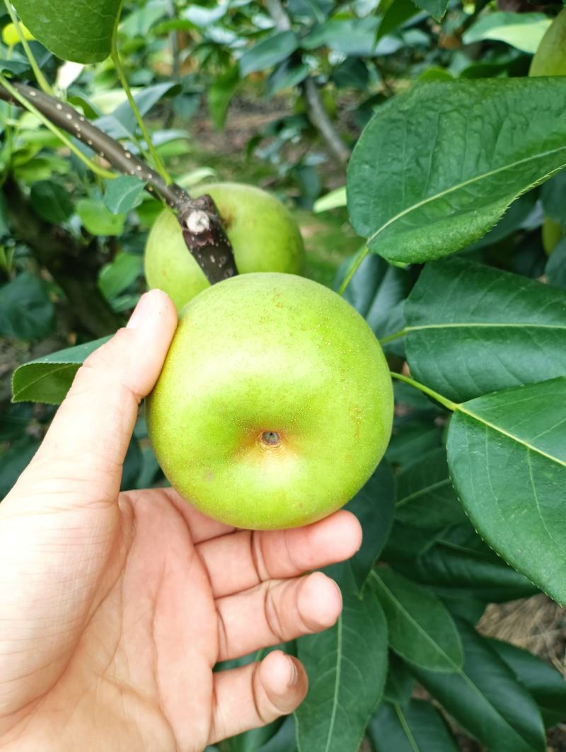 翠冠梨大青梨皮薄馅小有画渣基地产地直接发货