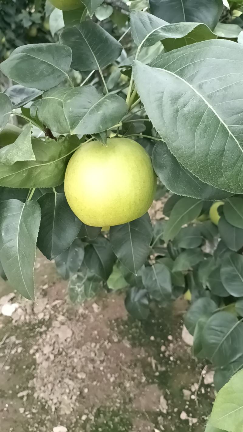 翠冠梨大青梨皮薄馅小有画渣基地产地直接发货