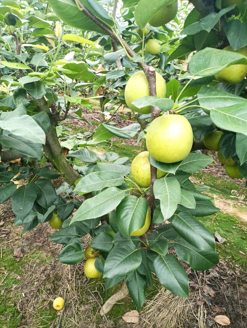 翠冠梨大青梨皮薄馅小有画渣基地产地直接发货