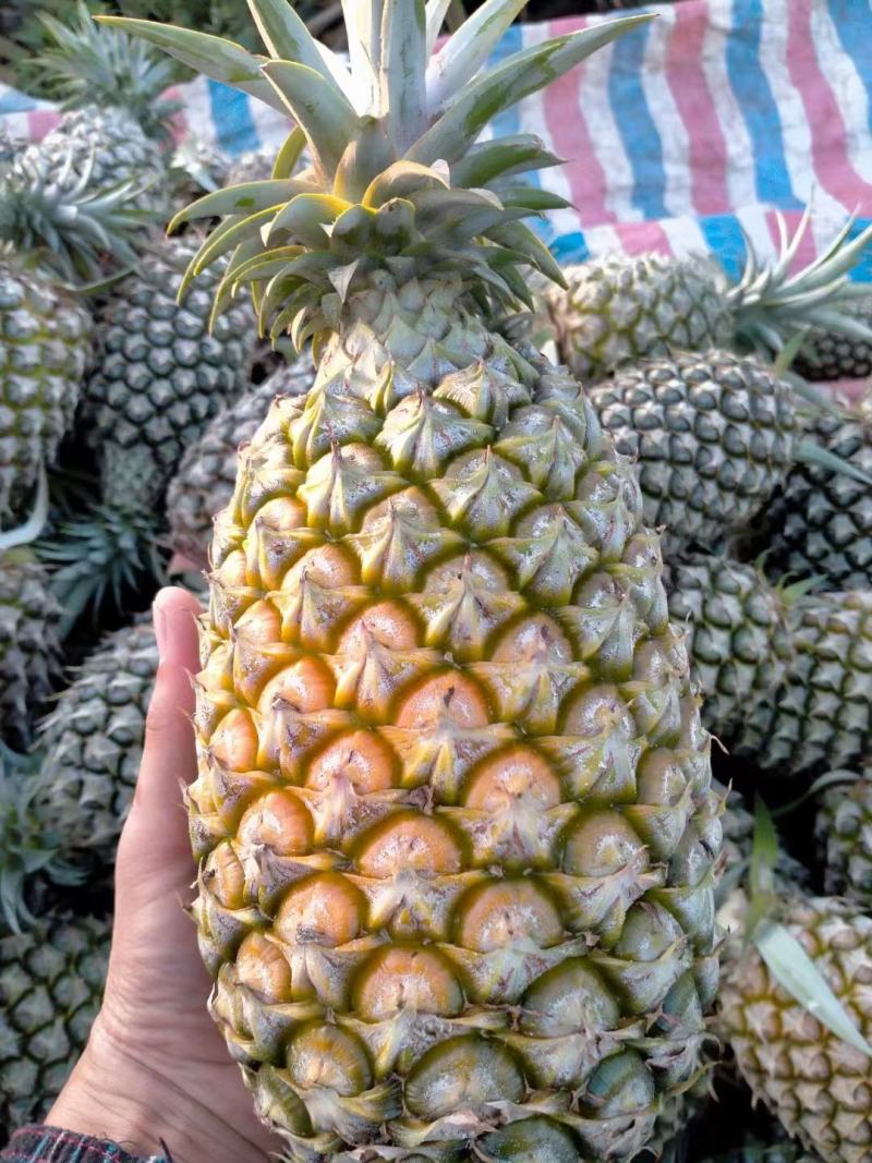 海南凤梨
