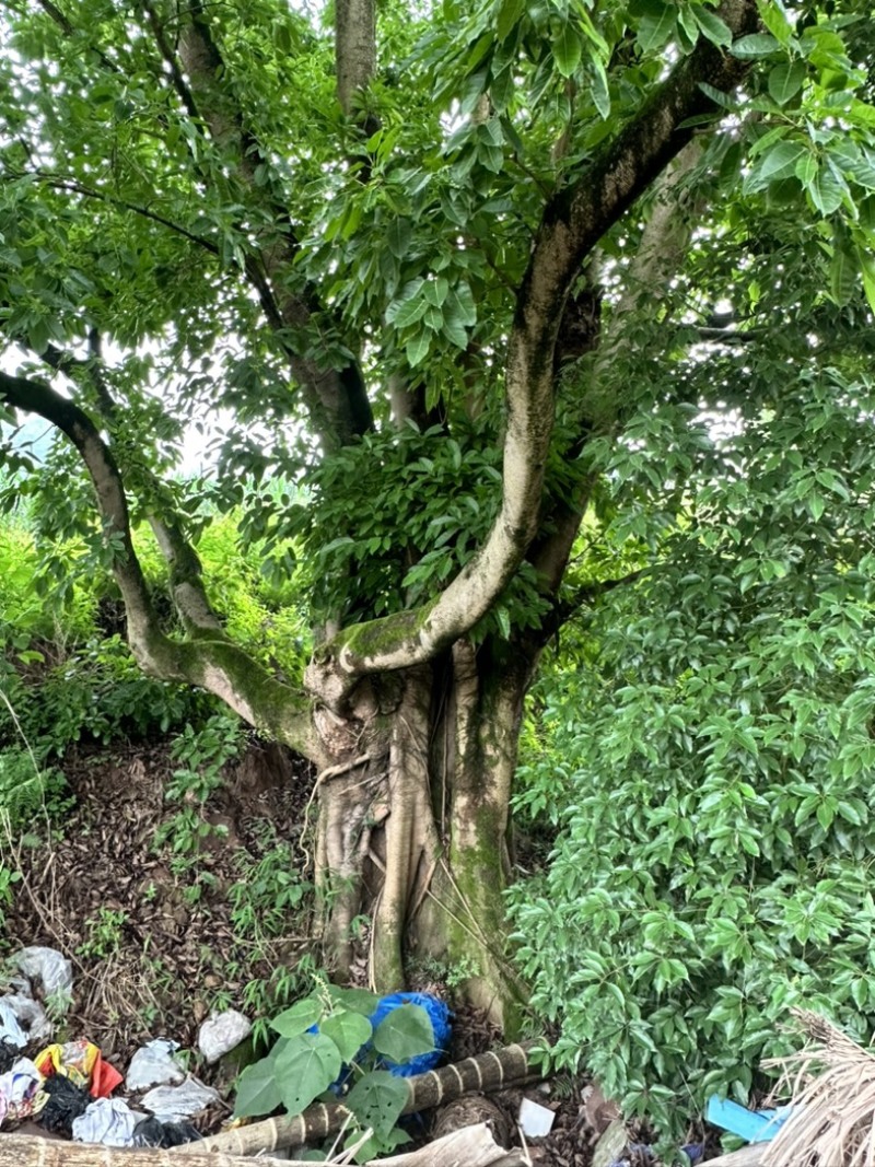 特大黄葛树