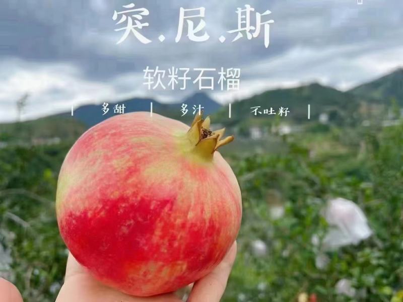 会理石榴