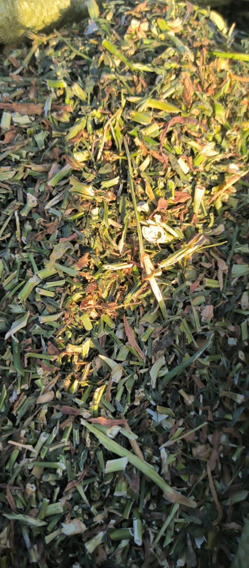 瞿麦中药材批发瞿麦质量保证量大从优