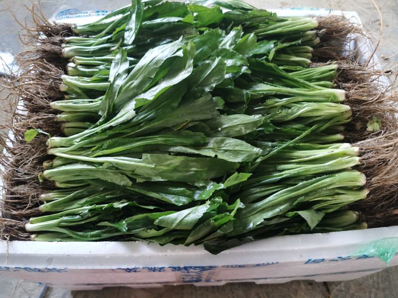 芫茜大香菜广东香菜番鬼