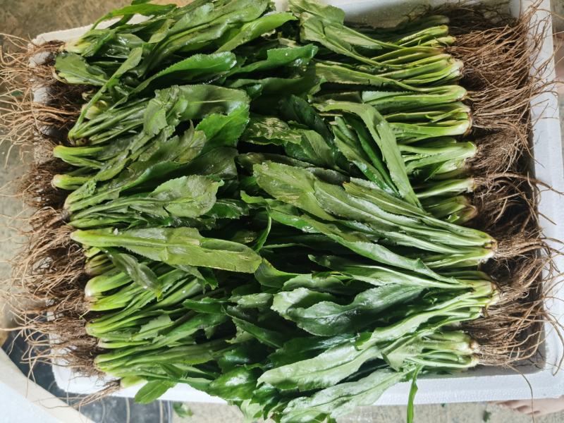 芫茜大香菜广东香菜番鬼