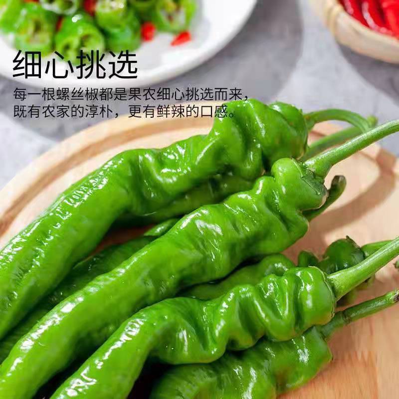 『现摘现发』陕北螺丝椒鲜辣椒大量供应产地直发欢迎咨询
