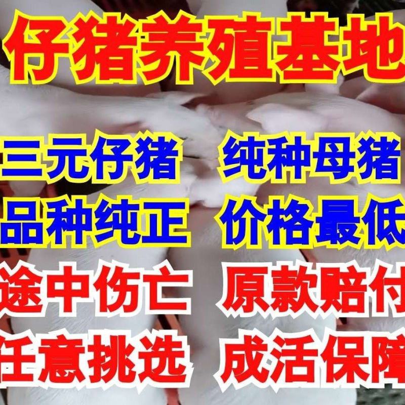 湖北猪场备案车免费送猪【猪到付款健康安全防疫检疫齐全】