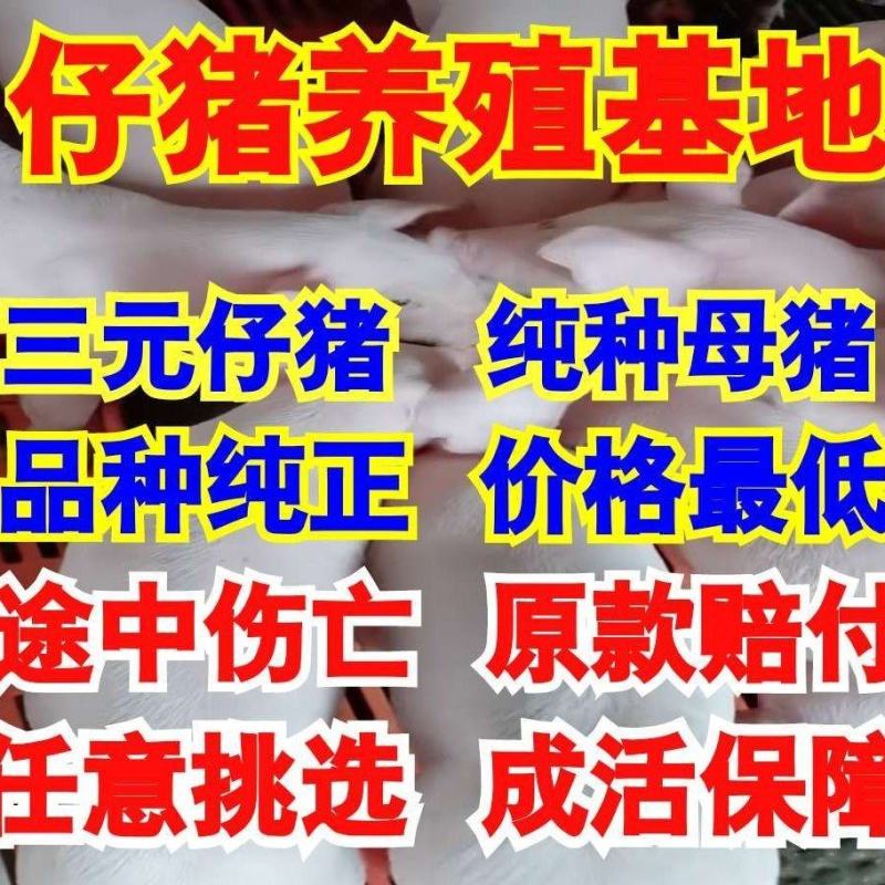 安徽猪场备案车免费送猪【猪到付款健康安全防疫检疫齐全】