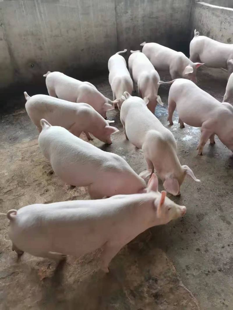 河北猪场备案车免费送猪【猪到付款健康安全防疫检疫齐全