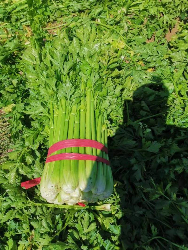 青菜