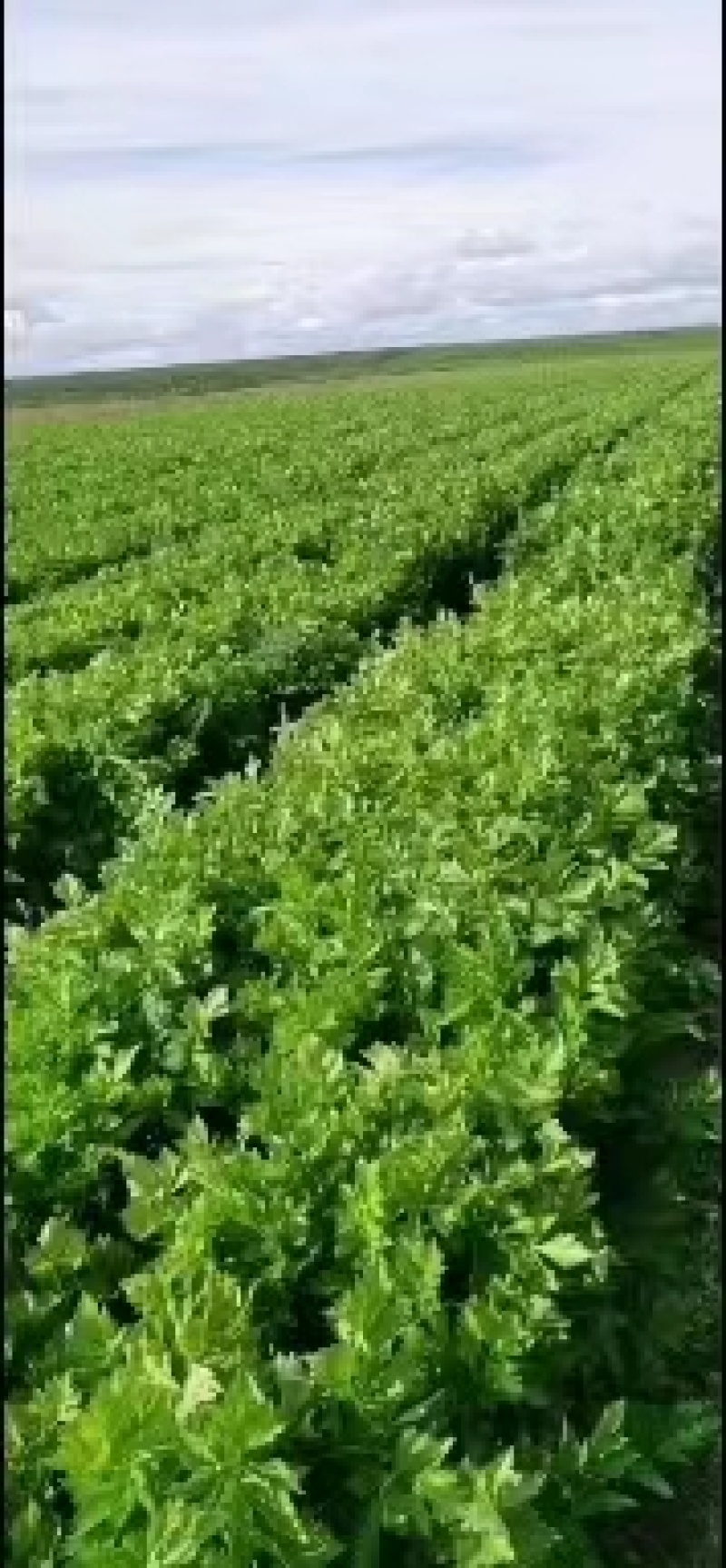 青菜