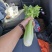 青菜
