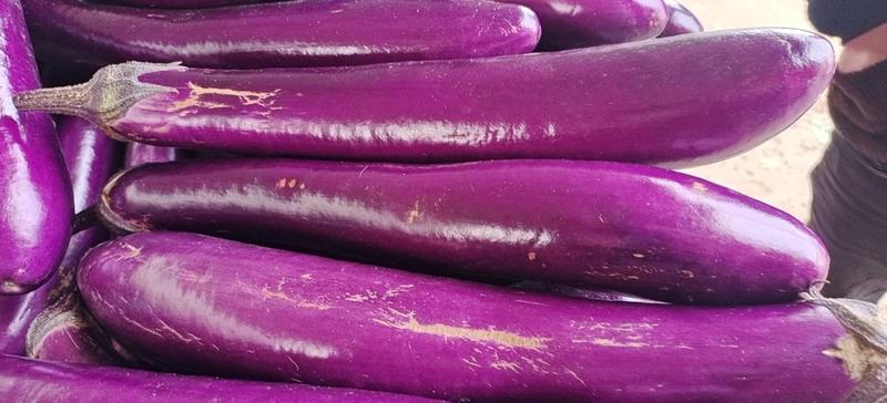 焦作紫红长茄(广茄)，产地直发可视频看货欢迎来电