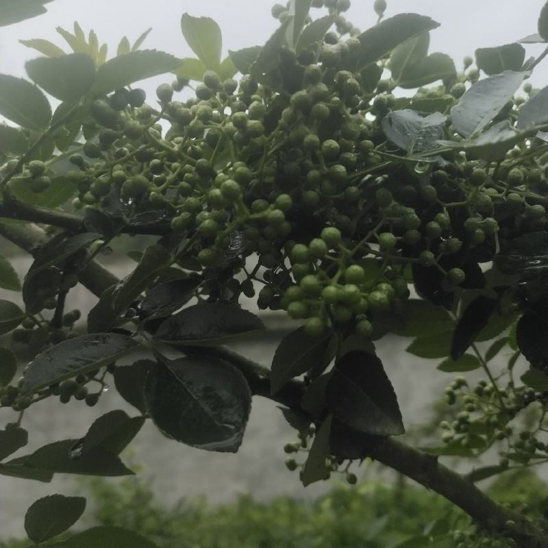本地小花椒香麻十足，美味可口，量很小欢迎零售客户前来选购