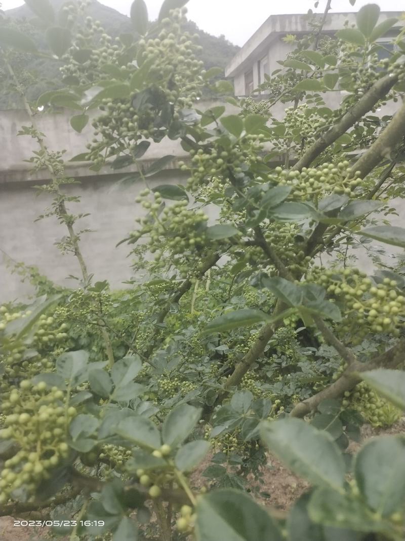 本地小花椒香麻十足，美味可口，量很小欢迎零售客户前来选购