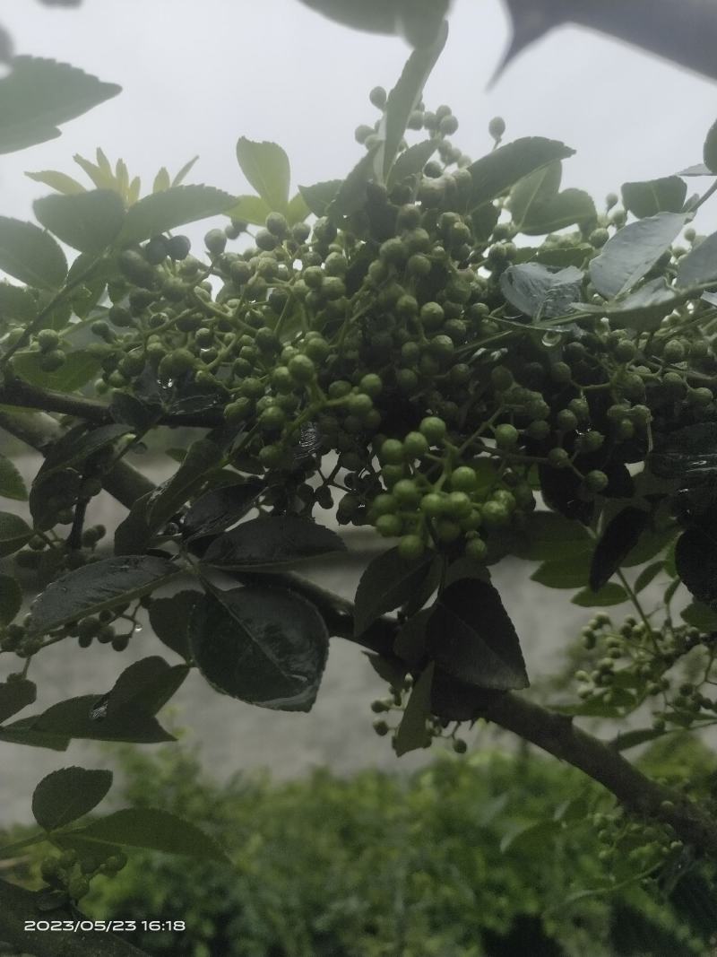 本地小花椒香麻十足，美味可口，量很小欢迎零售客户前来选购