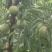 蜂糖李
