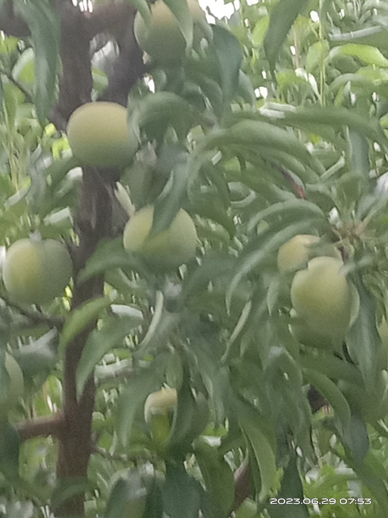 蜂糖李