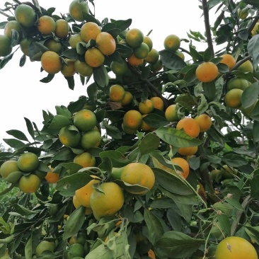 云南玉溪早蜜橘自家种植也可代办诚信合作欢迎联系