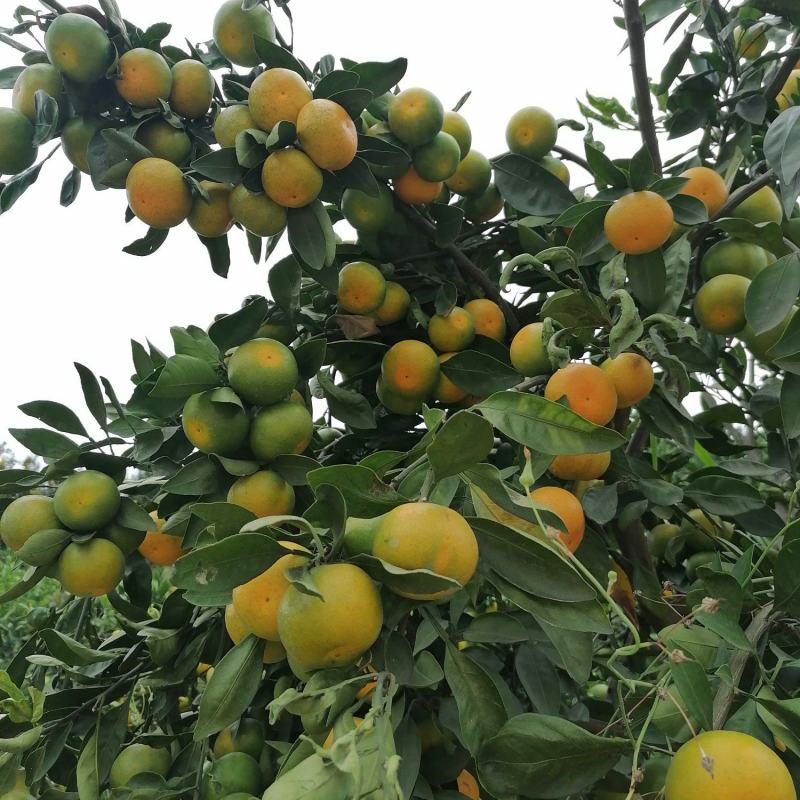 云南玉溪早蜜橘自家种植也可代办诚信合作欢迎联系