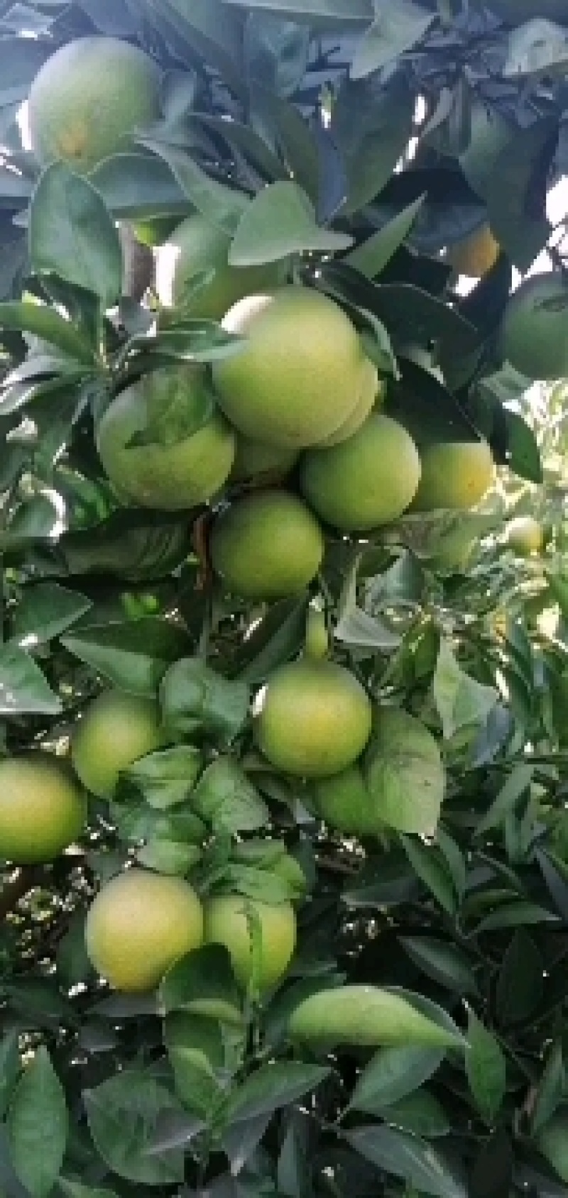 云南玉溪早蜜橘自家种植也可代办诚信合作欢迎联系